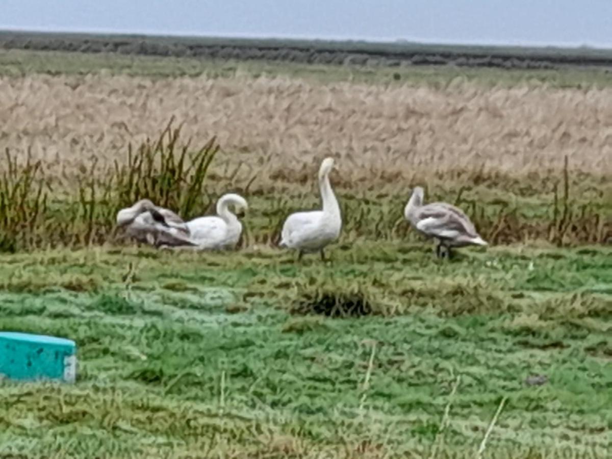Hof Rickelsbuell - Nordseeurlaub Auf Dem Biobauernhof Rodenas Экстерьер фото